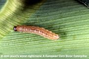 corn_borer_caterpillar