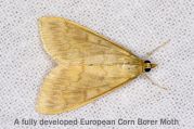 corn_borer_moth